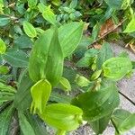Commelina communis Liść