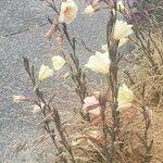 Oenothera stricta Blomst