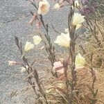 Oenothera stricta Blomma