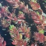 Crassula tillaea Leaf