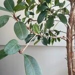 Ficus cyathistipula পাতা