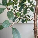 Ficus cyathistipula List