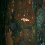Chrysophyllum pomiferum Corteza