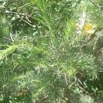 Adenocarpus decorticans Yaprak