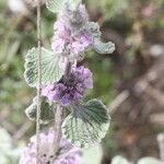 Marrubium supinum Flower