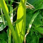 Traunsteinera globosa Hoja