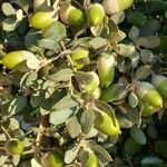 Quercus rotundifolia Fruit