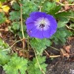 Geranium platypetalum Цвят