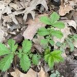 Agrimonia gryposepala Leaf