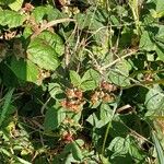 Rubus ulmifolius Fruit