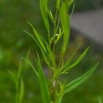 Solidago ptarmicoides Hoja