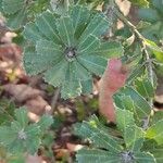 Banksia praemorsa Leaf