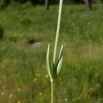 Centaurium maritimum Leaf