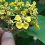 Stigmaphyllon ellipticum Flor