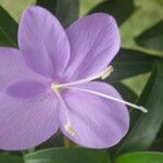 Barleria observatrix Flower