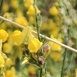 Linaria arenaria Fleur