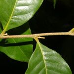 Hirtella triandra Плод