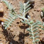 Astragalus vogelii Leaf