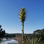 Puya chilensis Flower