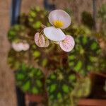Begonia bowerae Kvet