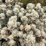 Teucrium dunense Fleur