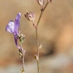Linaria ricardoi Hábito