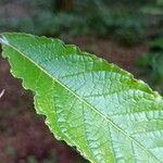 Campomanesia reitziana Leaf