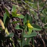Euphorbia angulata 花