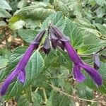 Salvia coeruleaBloem