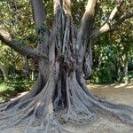 Ficus macrophylla Kůra