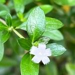 Serissa japonica Flor