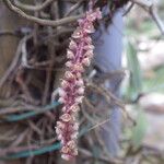 Rhipidoglossum rutilum Flower