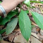 Minquartia guianensis Hostoa