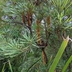 Banksia ericifolia Feuille