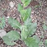 Verbascum blattaria Лист