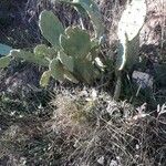 Opuntia ficus-indica Лист