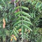 Rhus copallinum Blad