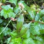 Persicaria minor Yaprak