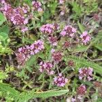 Thymus praecox Kvet