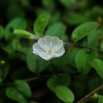 Evolvulus pusillus Flower