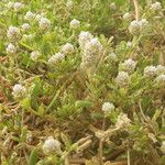 Gomphrena vermicularis Habitus