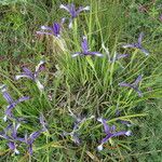 Iris sintenisii Habit