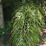 Cycas debaoensis Συνήθη χαρακτηριστικά