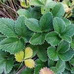 Potentilla argyrophylla ᱥᱟᱠᱟᱢ