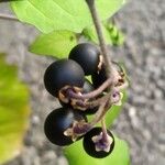 Solanum nigrum 果實