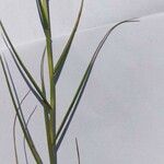 Distichlis spicata 葉