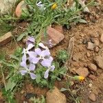 Matthiola lunata Bleunienn