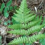 Dryopteris carthusiana برگ