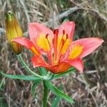 Lilium bulbiferumBlomst