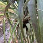 Tillandsia utriculata برگ